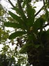 epiphyte flower costa rica